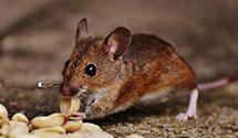 24 Hour & Emergency Exterminators in Los Angeles International, CA